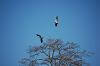 Better kites flying over oak tree