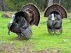 Wild turkeys puffed up parading on valley floor