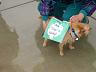 Cute, small dog wearing 'Save Clover Valley' sign