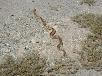 Snake on the valley floor